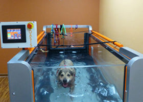 Oasis Underwater Treadmill for dogs 