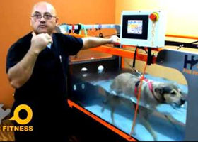 oasis underwater treadmill for dogs
