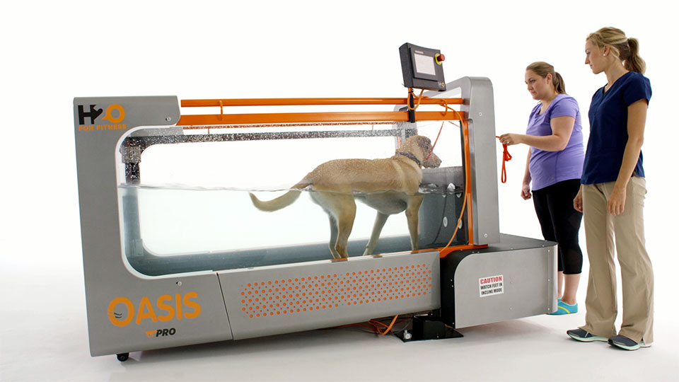 Underwater Treadmil for Canine