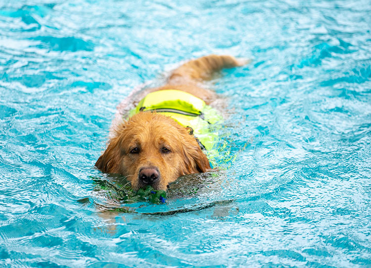 Rehabilitation and Recovery: Canine Underwater Treadmills as a Healing Tool